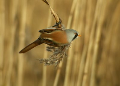 Bearded Reedling (Panurus biarmicus)