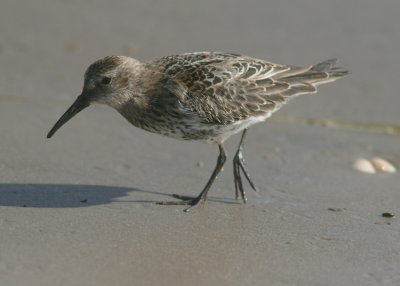 Dunlin (Calidris alpina)