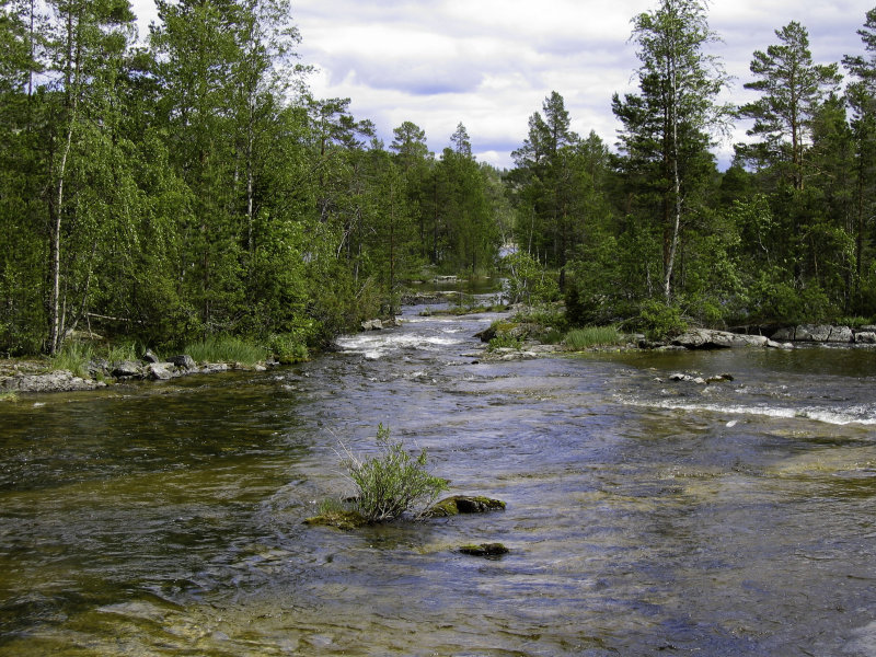 Hemligjaure