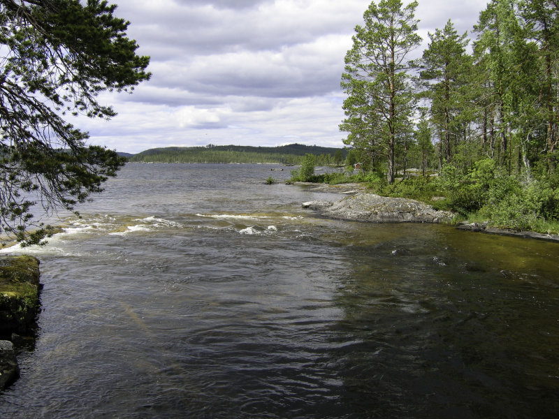 Hemligjaure