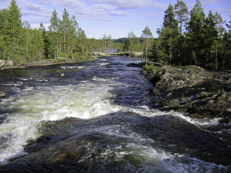 Hemligjaure