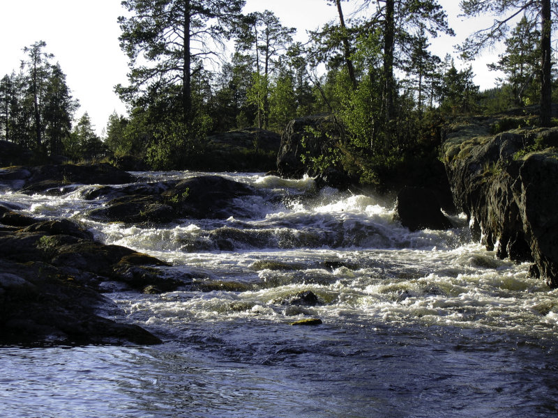 Hemligjaure