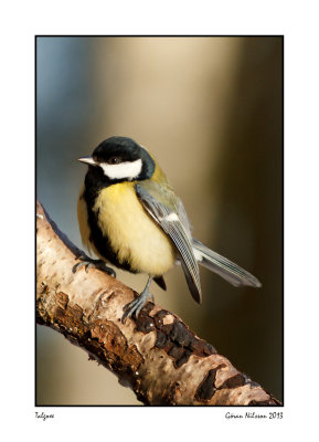 Talgoxe (Parus major)