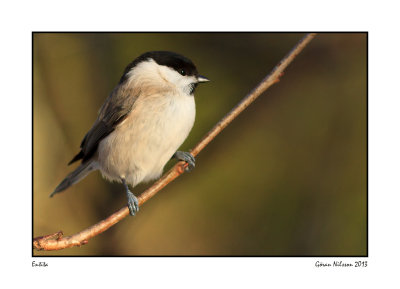 Entita (Parus palustris)