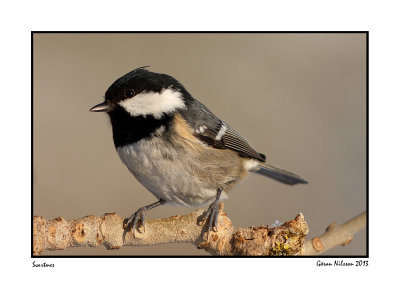 Svartmes (Parus ater)