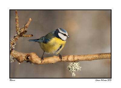 Blmes (Parus caeruleus)