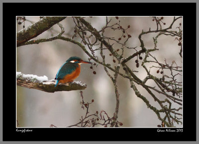 Kungsfiskare (Alcedo atthis)