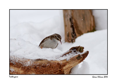 Trdkrypare (Cerhia familiaris)