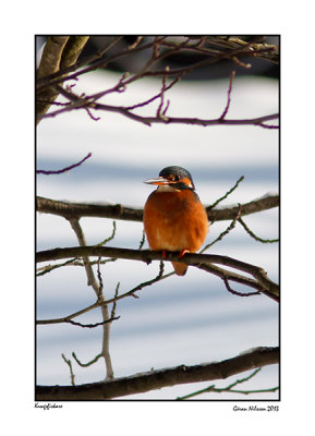 Kungsfiskare (Alcedo atthis)