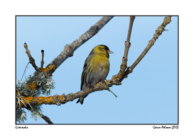 Grnsiska (Carduelis spinus)