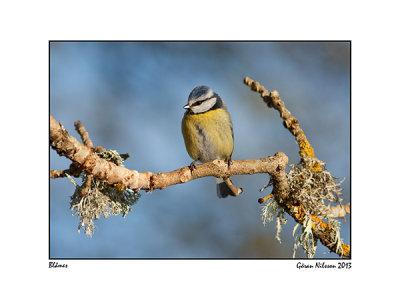 Blmes (Parus caeruleus)