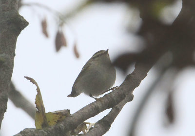 Yellow-browed Warbler  Taigasngare  (Phylloscopus inornatus)