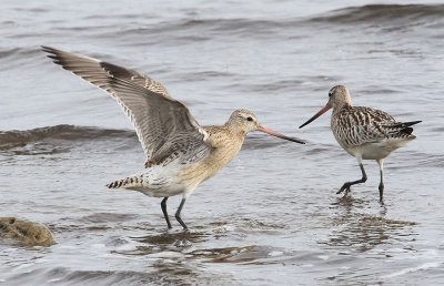 Bar-tailed Godwit  Myrspov  (Limosa lapponica)