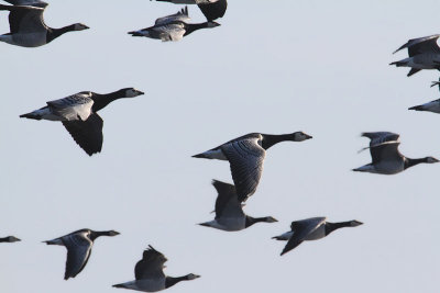 Barnacle Goose  Vitkindad gs  (Branta leucopsis)