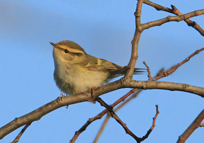 Pallas's Warbler  Kungsfgelsngare  (Phylloscopus proregulus)