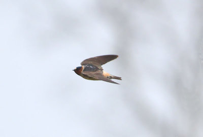 Cliff Swallow  Stensvala  (Petrochelidon pyrrhonota)