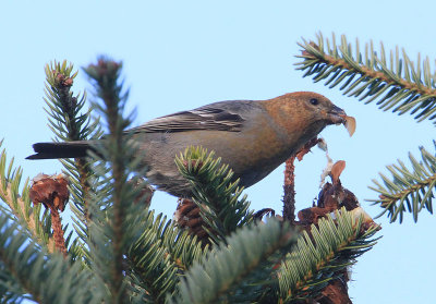 Pine Grosbeak  Tallbit  (Pinicola enucleator)