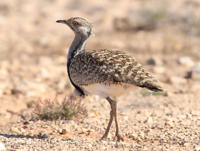 Houbara Bustard  kentrapp  (Chlamydotis undulata fuertaventurae)