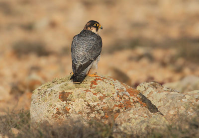 Barbary Falcon  Berberfalk  (Falco pelegrinoides)