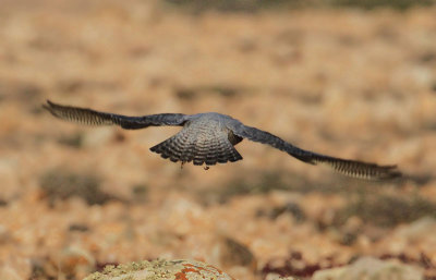 Barbary Falcon  Berberfalk  (Falco pelegrinoides)