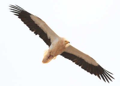 Egyptian Vulture  Smutsgam  (Neophron percnopterus majorensis)
