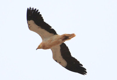 Egyptian Vulture  Smutsgam  (Neophron percnopterus majorensis)