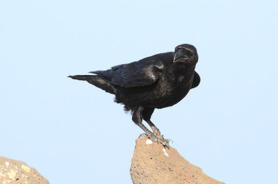 Common Raven  Korp  (Corvus corax tingitanus)