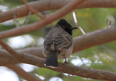 (Red-vented Bulbul  Pycnonotus cafer)