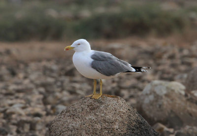 Yellow-legged Gull  Medelhavstrut  (Larus michahellis atlantis)