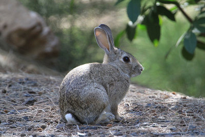 Rabbit  Vildkanin  (Oryctolagus cuniculus)