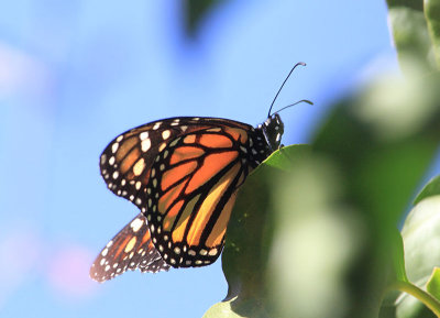 Monarch  Monark  (Danaus plexippus)
