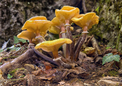 Mushrooms, Skra 2012