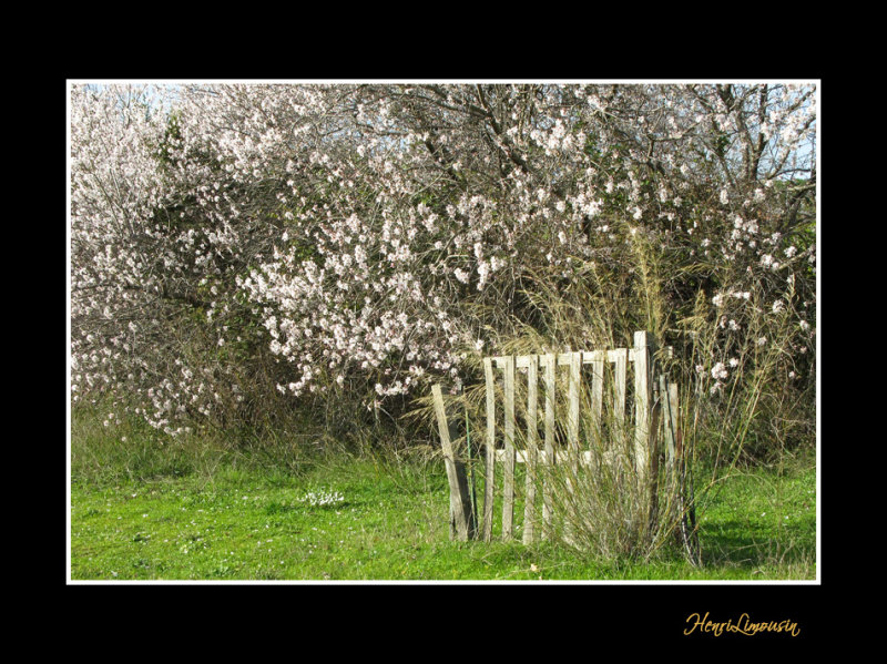 IMG_1739 Printemps nature paysage.jpg