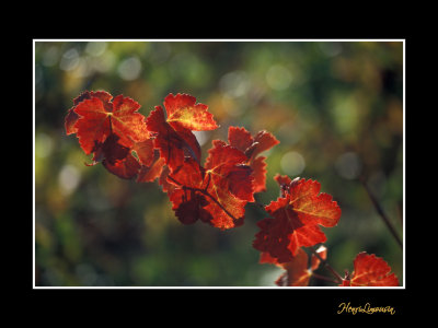 IMG 034T nature automne vigne.jpg
