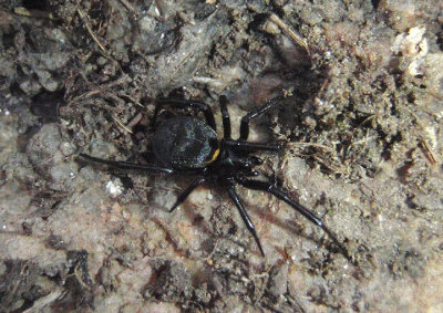 Steatoda albomaculata; Cobweb Spider species