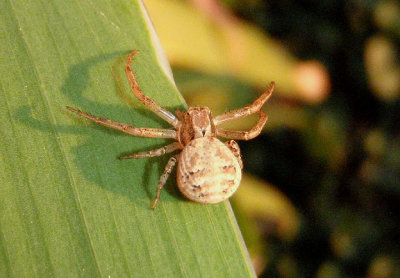 Xysticus Ground Crab Spider species