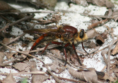 Proctacanthus Robber Fly species