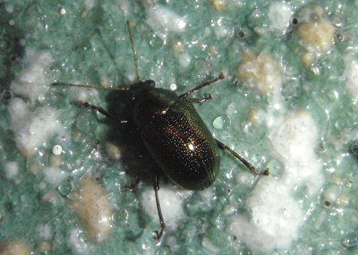 Colaspis favosa complex; Leaf Beetle species
