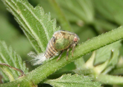 Acanalonia conica; Planthopper species; nymph