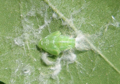 Ormenoides venusta; Flatid Planthopper species; nymph