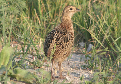 Ring-necked Pheasant; juvenile; exotic
