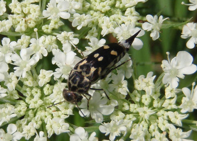 Hoshihananomia octopunctata; Tumbling Flower Beetle species