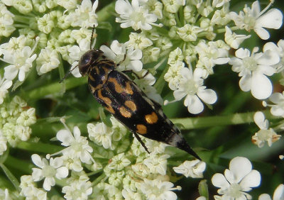 Hoshihananomia octopunctata; Tumbling Flower Beetle species