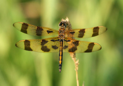 Celithemis eponina; Halloween Pennant; female