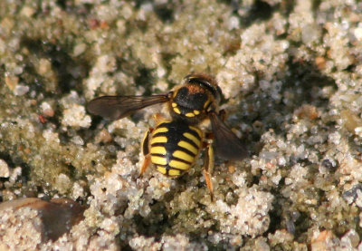 Anthidium manicatum; European Wool Carder Bee; exotic