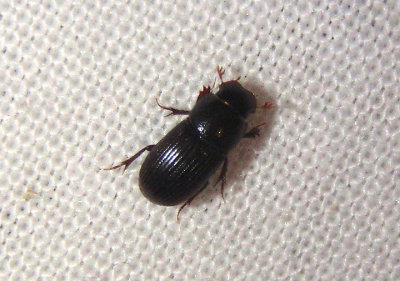 Ataenius Dung Beetle species