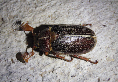Polyphylla hammondi; Lined June Beetle species