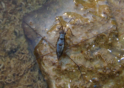 Gerris Water Strider species