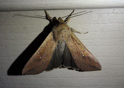 10438 - Mythimna unipuncta; Armyworm Moth