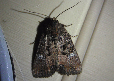 9406 - Mesapamea fractilinea; Broken-lined Brocade Moth
